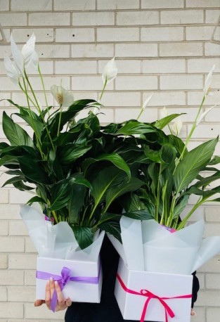 Peace Lilly Plant