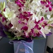 Orchid Surprise